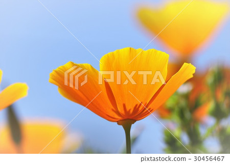 California poppy 30456467
