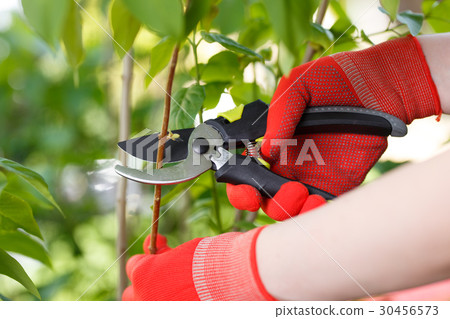 Girl cuts or trims the bush with secateur in the 30456573