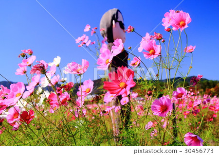 Dream cosmos garden (Kameoka city, Kyoto) 30456773