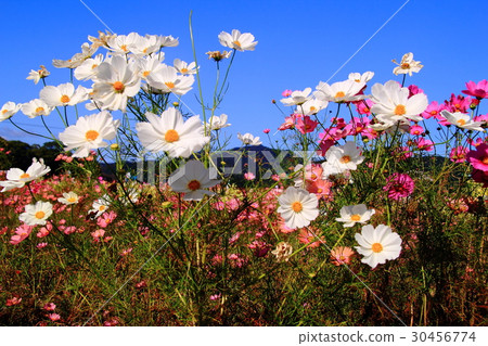 Dream cosmos garden (Kameoka city, Kyoto) Dream cosmos garden (Kameoka city, Kyoto) 30456774