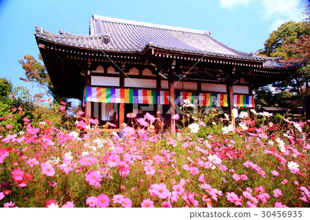 Cosmos blooming in Nogakuji (Nara) 30456935