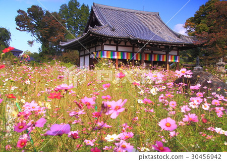 Cosmos blooming in Nogakuji (Nara) 30456942