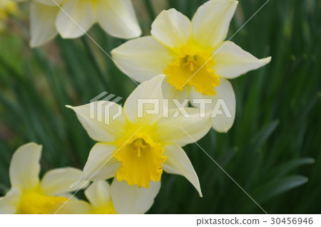 Daffodil in the cosmos garden Daffodil in the cosmos garden 30456946