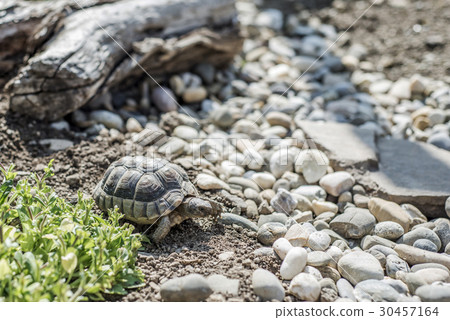 Turtle Testudo Marginata european landturtle 30457164