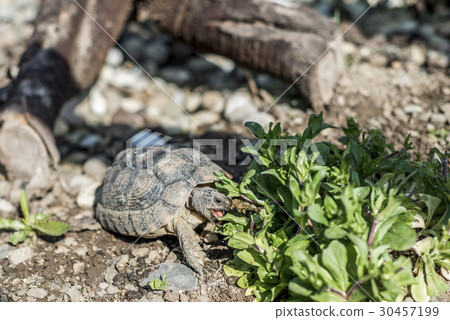 Turtle Testudo Marginata european landturtle 30457199
