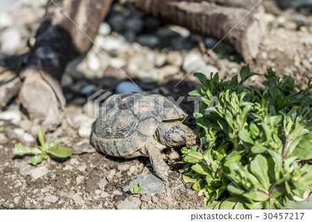 Turtle Testudo Marginata european landturtle 30457217