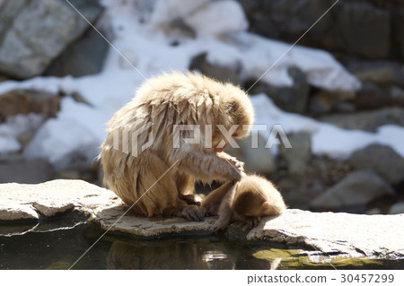 Parent and child of monkey 30457299