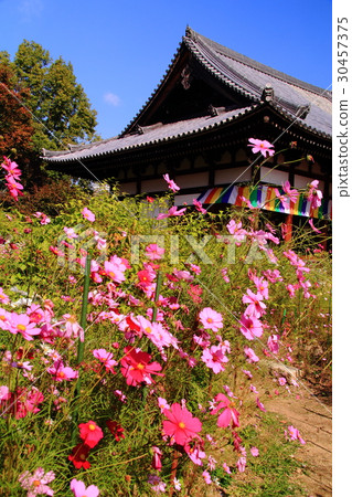 Cosmos blooming in Nogakuji (Nara) 30457375
