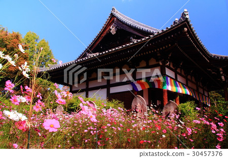 Cosmos blooming in Nogakuji (Nara) 30457376