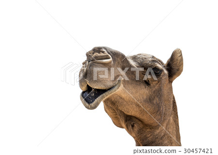 funny looking smiling camel isolated on a white funny looking smiling camel isolated on a white 30457421