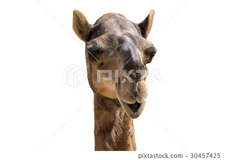 funny looking smiling camel isolated on a white 30457425