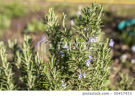 Rosemary blossom in herb garden closeup detail 30457453