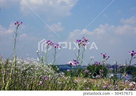 春天的花朵和天空-2_671 30457671