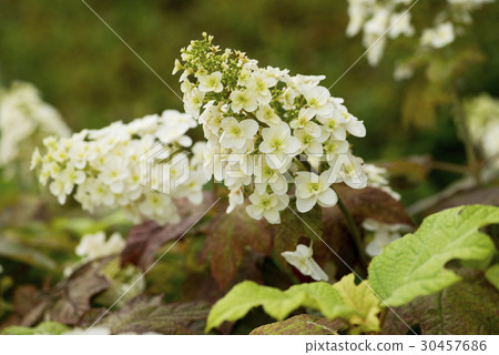 Porcupine flower flower 30457686