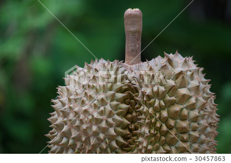 Fresh durian on blur background 30457863