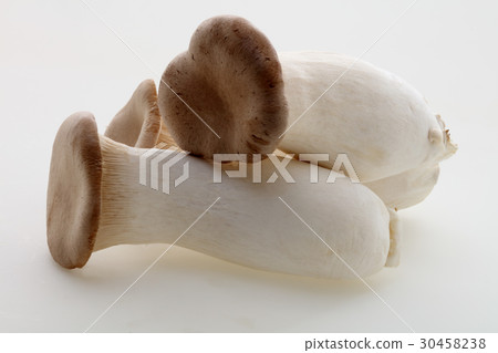 king oyster mushroom king oyster mushroom 30458238
