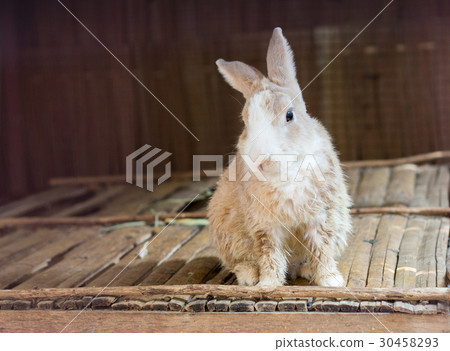 young rabbit on wood table young rabbit on wood table 30458293