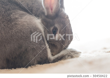 Rabbit  30458422
