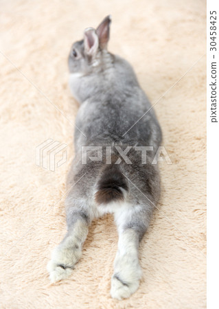 Rabbit  30458425