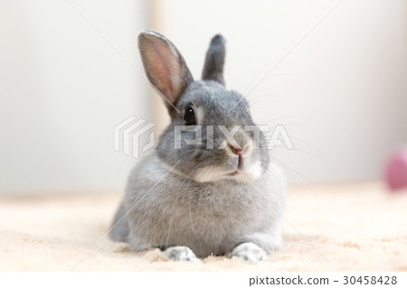 Rabbit  30458428