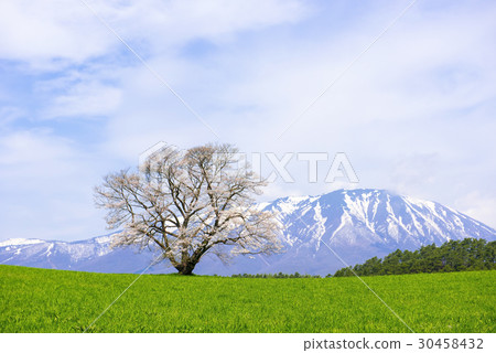 One cherry tree of Koiwai farm One cherry tree of Koiwai farm 30458432