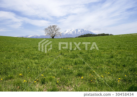 One cherry tree of Koiwai farm One cherry tree of Koiwai farm 30458434