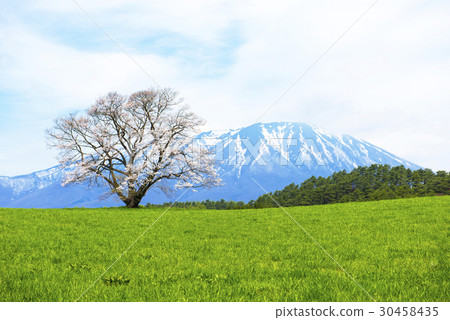 One cherry tree of Koiwai farm One cherry tree of Koiwai farm 30458435