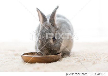 一隻兔子 30458436