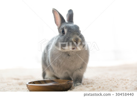 Rabbit  30458440