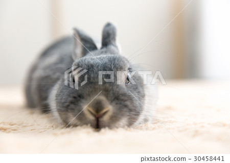 一隻兔子 30458441