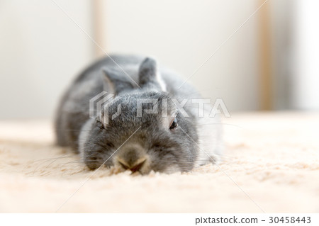 一隻兔子 30458443