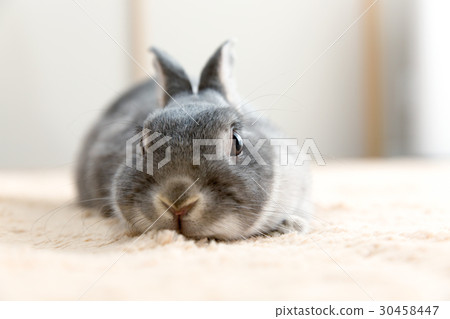 一隻兔子 30458447