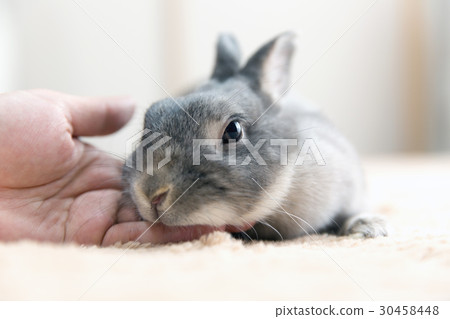 一隻兔子 一隻兔子 30458448