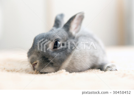 Rabbit  30458452