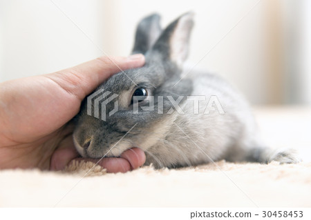 Rabbit  30458453