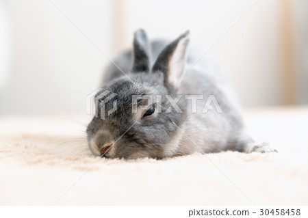 Rabbit  30458458