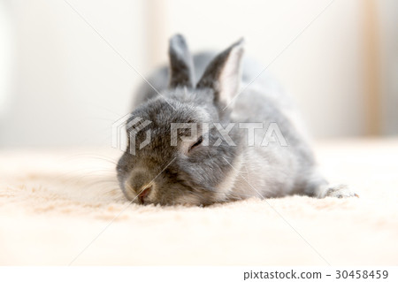 Rabbit  30458459