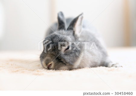 一隻兔子 30458460