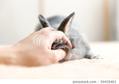 一隻兔子 30458461