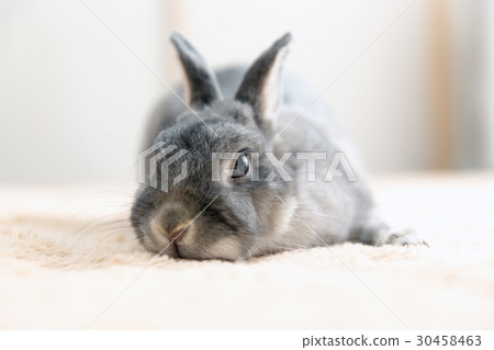 一隻兔子 30458463