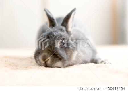 Rabbit  30458464