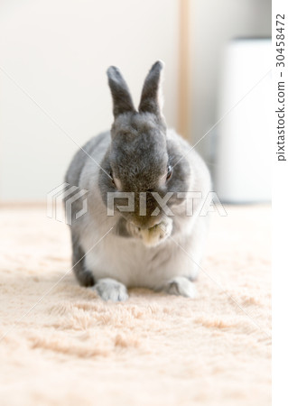 一隻兔子 一隻兔子 30458472