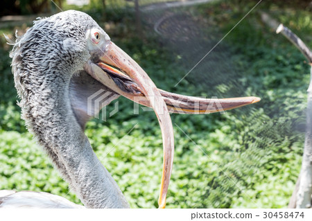 Spot-billed Pelican bird on water 30458474