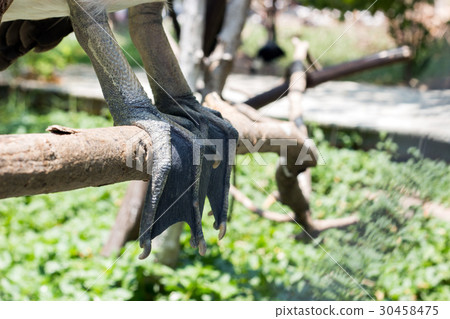 Spot-billed Pelican bird on water 30458475