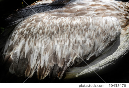 dark wing feather 30458476