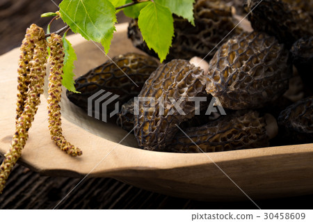 Fresh morchella conica, seasonal mushrooms. Fresh morchella conica, seasonal mushrooms. 30458609