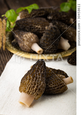 Fresh morchella conica, seasonal mushrooms. Fresh morchella conica, seasonal mushrooms. 30458611