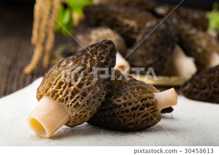 Fresh morchella conica, seasonal mushrooms. 30458613