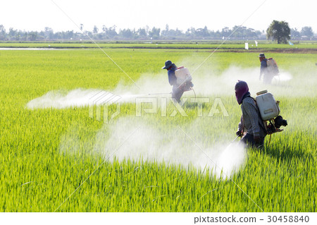 farmer spraying pesticide in the rice field 30458840