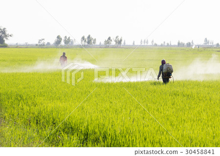 farmer spraying pesticide in the rice field 30458841